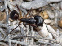 Camponotus sp.  9061