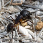 Camponotus sp.  9062