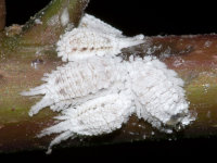 Pseudococcidae sp.  9083