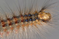 Lymantria dispar, caterpillar  9101