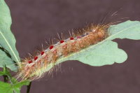 Lymantria dispar, caterpillar  9104