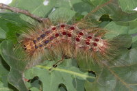 Lymantria dispar, caterpillar  9105