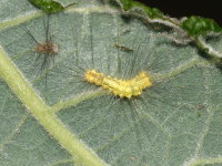 Calliteara pudibunda, caterpillar  9113