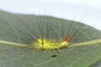 Calliteara pudibunda, caterpillar  9114