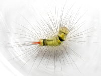 Calliteara pudibunda, caterpillar  9115
