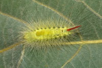 Calliteara pudibunda, caterpillar  9117