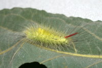 Calliteara pudibunda, caterpillar  9118