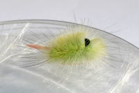 Calliteara pudibunda, caterpillar  9119