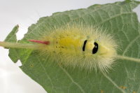 Calliteara pudibunda, caterpillar  9120