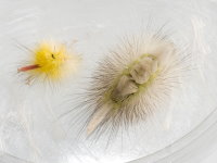 Calliteara pudibunda, caterpillar  9121