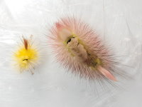 Calliteara pudibunda, caterpillar  9122