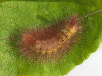 Calliteara pudibunda, caterpillar  9123