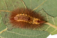 Calliteara pudibunda, caterpillar  9124