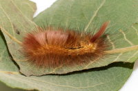 Calliteara pudibunda, caterpillar  9125