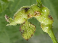 Contarinia tiliarum, plant galls  9132