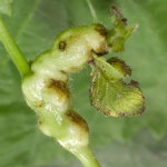 Contarinia tiliarum, plant galls  9133