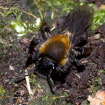 Andrena clarkella  9174