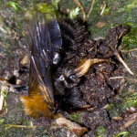 Andrena clarkella, female  9175