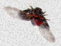 Chilocorus bipustulatus  9189