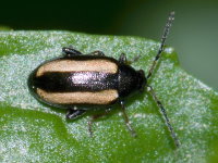 Phyllotreta nemorum, männlich  9263
