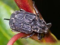 Valgus hemipterus, female  9267