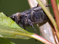 Valgus hemipterus, female  9269