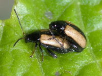 Phyllotreta armoraciae, mating  9286