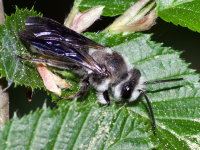 Andrena agilissima  9312