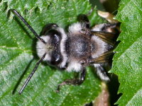 Andrena agilissima  9314