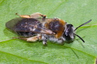 Andrena haemorrhoa  9320
