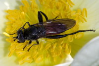 Brachypalpoides lentus, female  9334