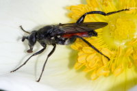 Brachypalpoides lentus, female  9335