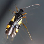 Dryophilocoris flavoquadrimaculatus  9337