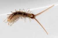 Lithobius sp., larva  9342