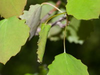Anacampsis populella, host plant  9353