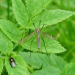 Tipula, female  940