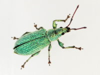 Phyllobius maculicornis  9419