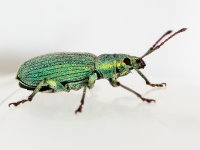 Phyllobius maculicornis  9420