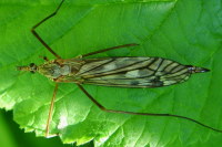Tipula cf. nubeculosa