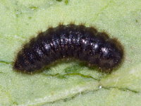 Lagria atripes, larva  9452
