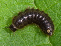 Lagria atripes, larva  9453