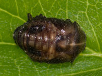 Propylea quatuordecimpunctata, pupa  9465