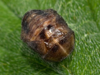 Propylea quatuordecimpunctata, pupa  9466