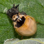 Propylea quatuordecimpunctata, frisch geschlüpft  9467