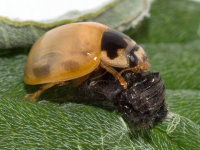 Propylea quatuordecimpunctata, freshly hatched  9468