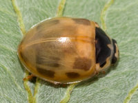 Propylea quatuordecimpunctata, freshly hatched  9469