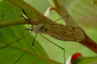 Tipula, female  946