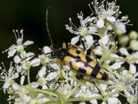 Rutpela maculata  9475