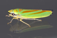 Graphocephala fennahi  9479