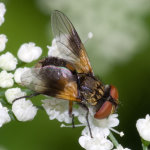 Ectophasia crassipennis/oblonga, female  9483